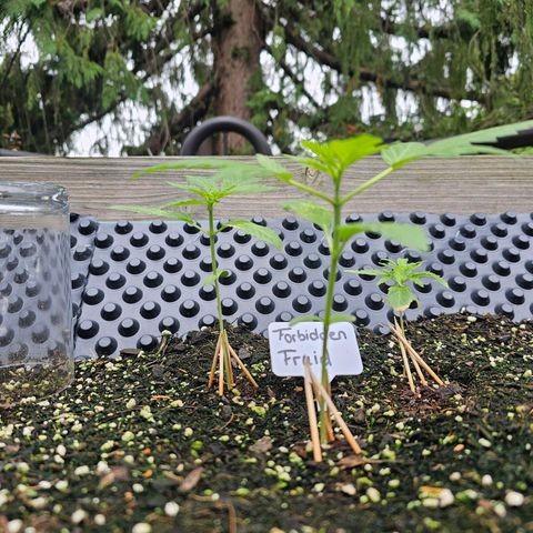Forbidden Fruit  growlog timeline photo