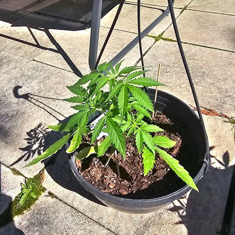 Forbidden Fruit  growlog timeline photo