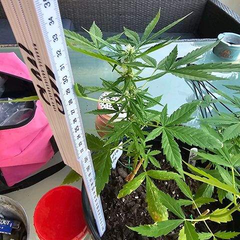 Forbidden Fruit  growlog timeline photo