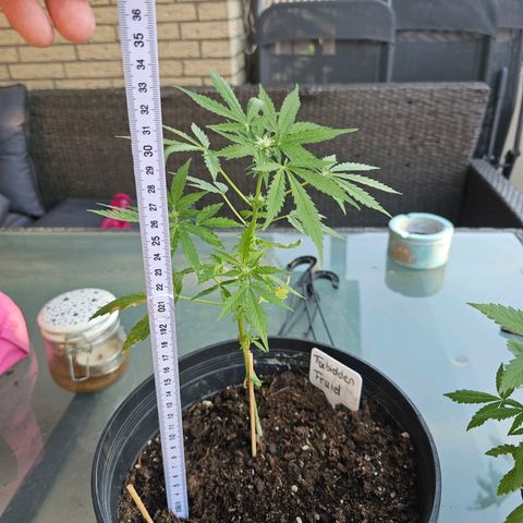 Forbidden Fruit  growlog timeline photo