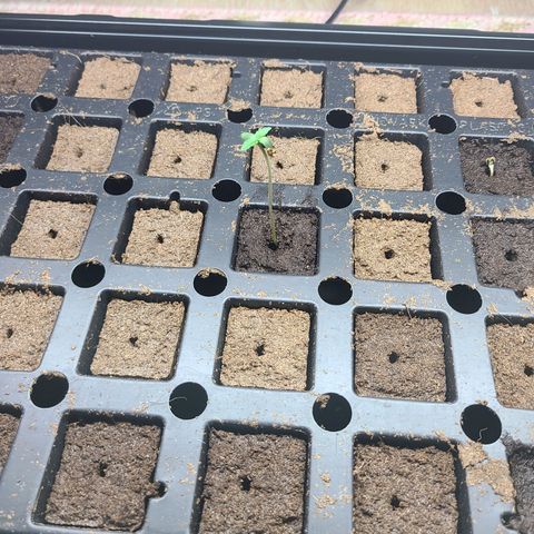 Freebie #1 growlog timeline photo