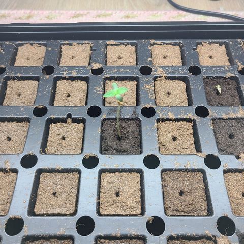 Freebie #1 growlog timeline photo