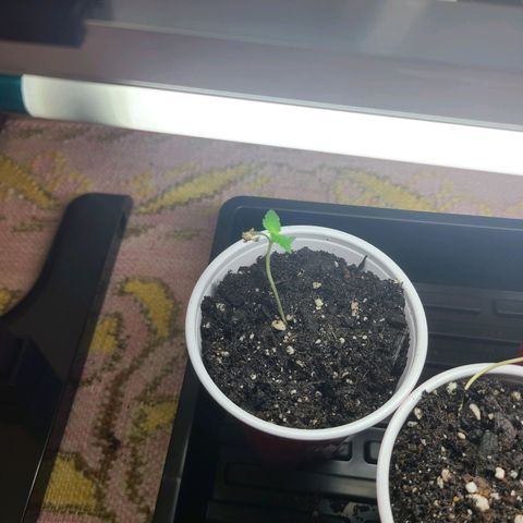 Freebie #1 growlog timeline photo