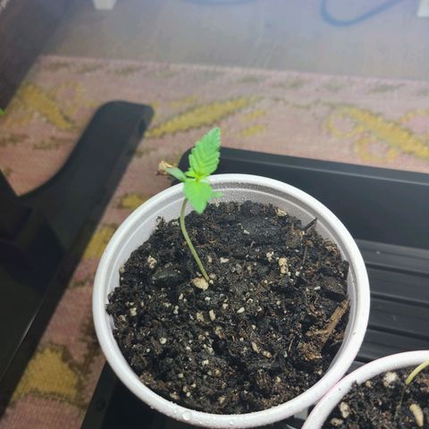 Freebie #1 growlog timeline photo