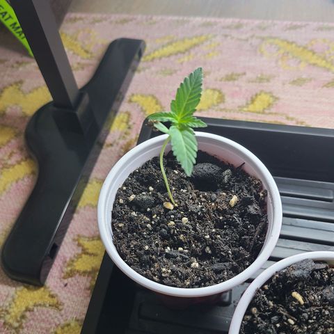 Freebie #1 growlog timeline photo