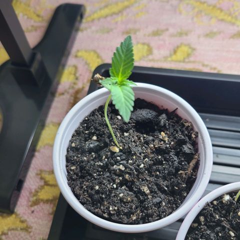 Freebie #1 growlog timeline photo