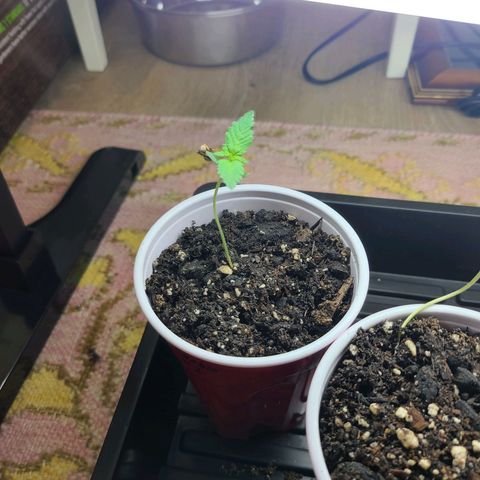 Freebie #1 growlog timeline photo
