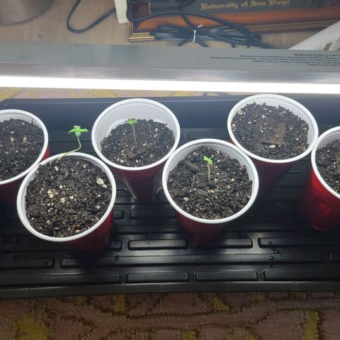 Freebie #1 growlog timeline photo
