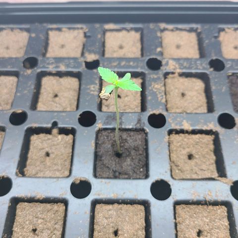 Freebie #1 growlog timeline photo