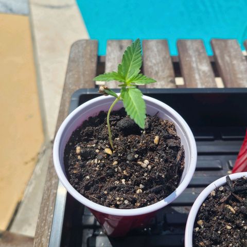 Freebie #1 growlog timeline photo