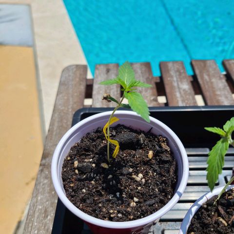Freebie #1 growlog photo: Used twisty tie as a small stake for support since I found this one fell over from moderate wind.