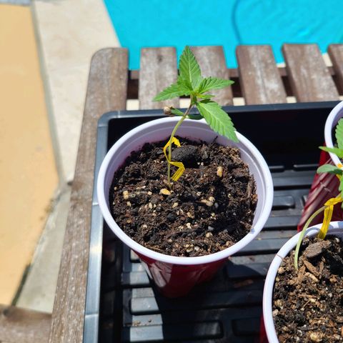 Freebie #1 growlog timeline photo