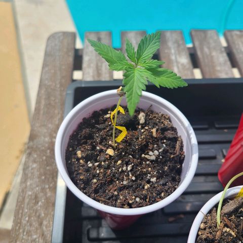 Freebie #1 growlog timeline photo