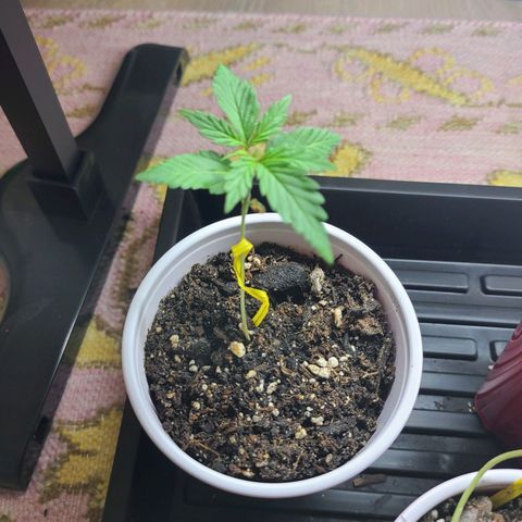 Freebie #1 growlog timeline photo