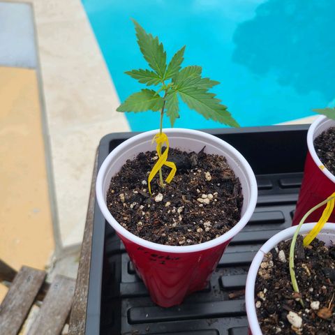 Freebie #1 growlog timeline photo