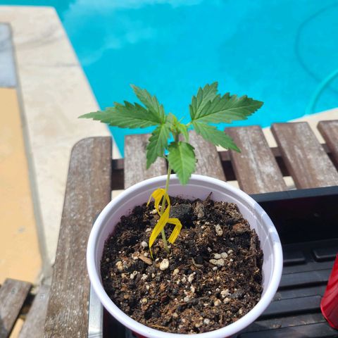 Freebie #1 growlog timeline photo