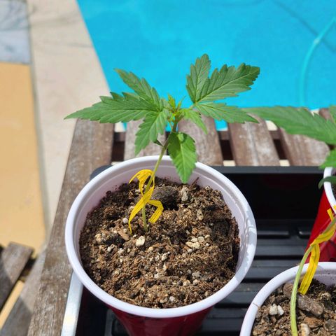 Freebie #1 growlog timeline photo