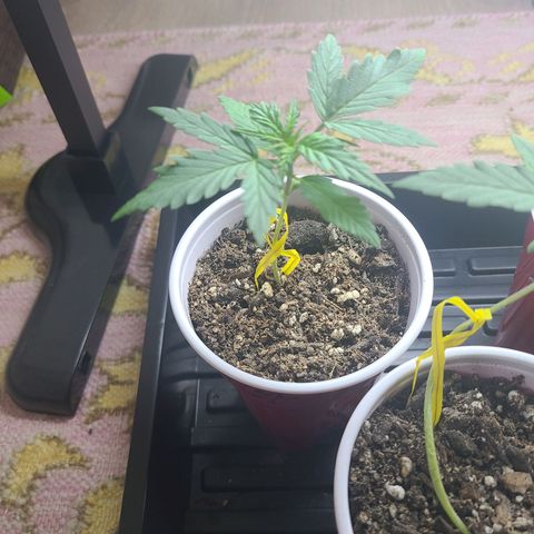 Freebie #1 growlog timeline photo