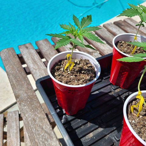 Freebie #1 growlog timeline photo