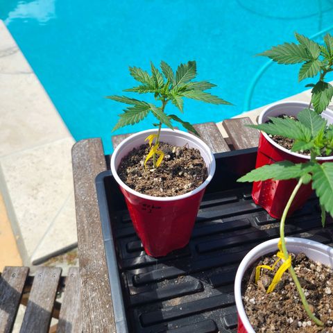 Freebie #1 growlog timeline photo