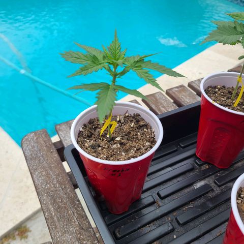 Freebie #1 growlog timeline photo