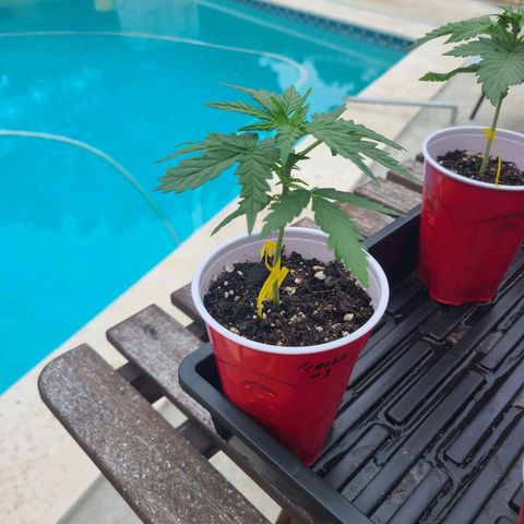 Freebie #1 growlog timeline photo