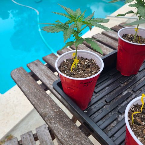 Freebie #1 growlog timeline photo