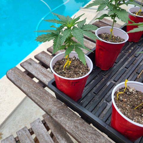 Freebie #1 growlog timeline photo