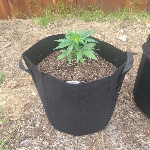Freebie #1 growlog timeline photo