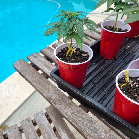 Freebie #1 growlog timeline photo