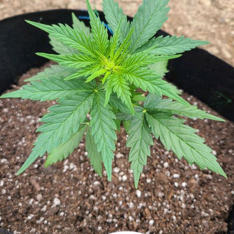 Freebie #1 growlog timeline photo