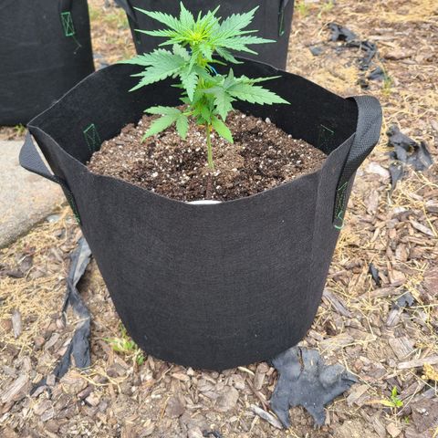 Freebie #1 growlog timeline photo