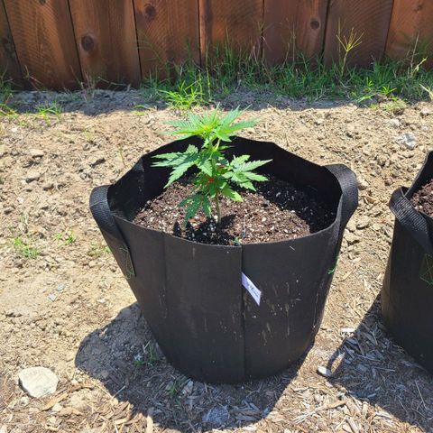Freebie #1 growlog timeline photo