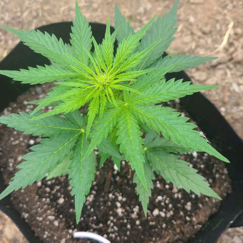 Freebie #1 growlog timeline photo