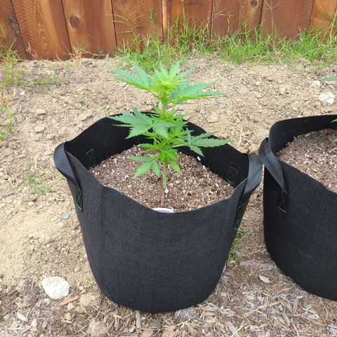 Freebie #1 growlog timeline photo