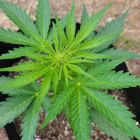 Freebie #1 growlog timeline photo