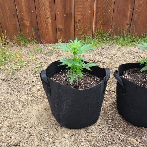 Freebie #1 growlog timeline photo
