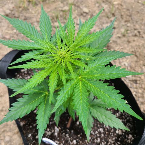 Freebie #1 growlog timeline photo