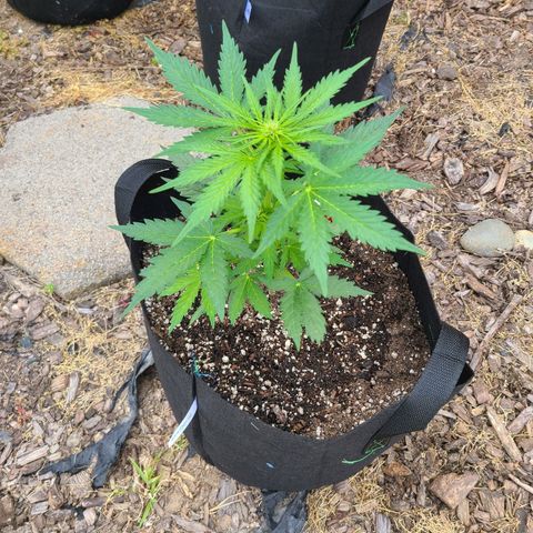 Freebie #1 growlog photo: Some light green and tiny bug damage.