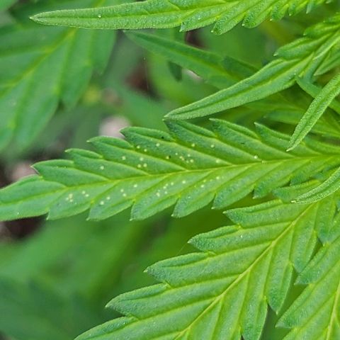 Freebie #1 growlog photo: Some light green and tiny bug damage.