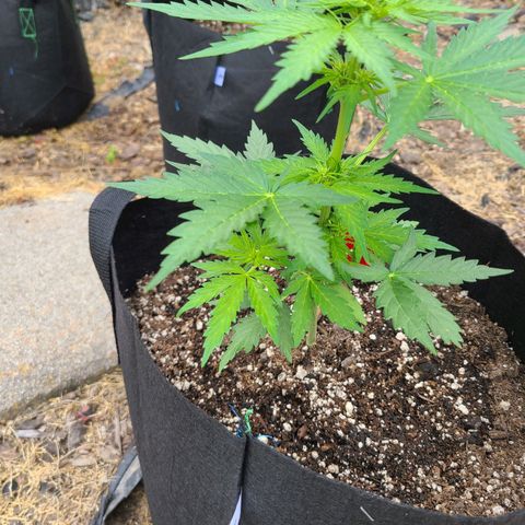 Freebie #1 growlog photo: Some light green and tiny bug damage.