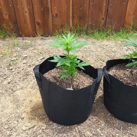 Freebie #1 growlog timeline photo