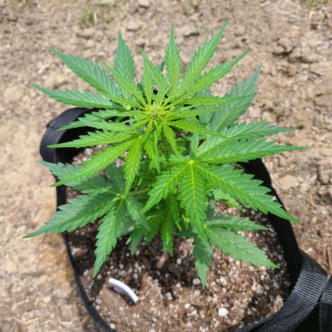 Freebie #1 growlog timeline photo