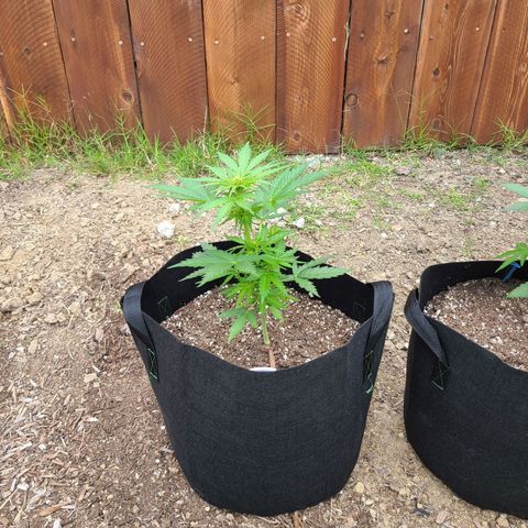 Freebie #1 growlog timeline photo