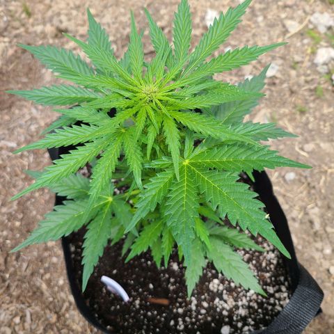 Freebie #1 growlog timeline photo