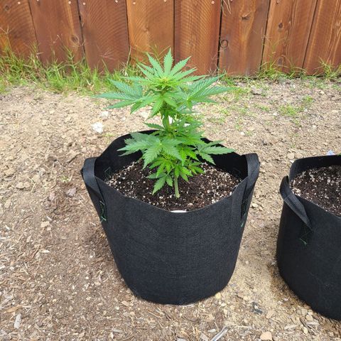 Freebie #1 growlog timeline photo