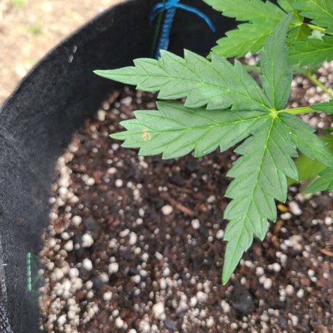 Freebie #1 growlog timeline photo