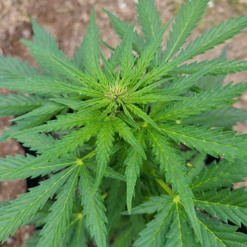 Freebie #1 growlog timeline photo