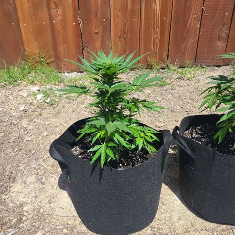 Freebie #1 growlog timeline photo