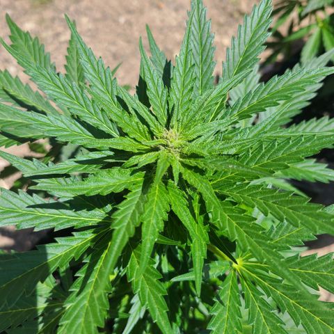 Freebie #1 growlog timeline photo